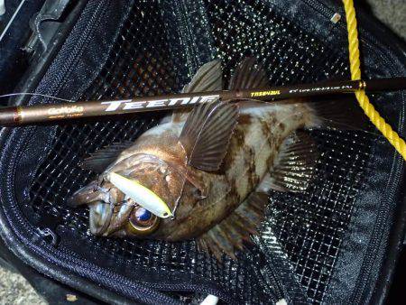 メバル終盤の追い込み!