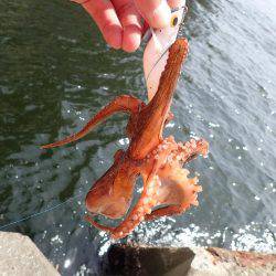 五目タコエギｄｅタコ