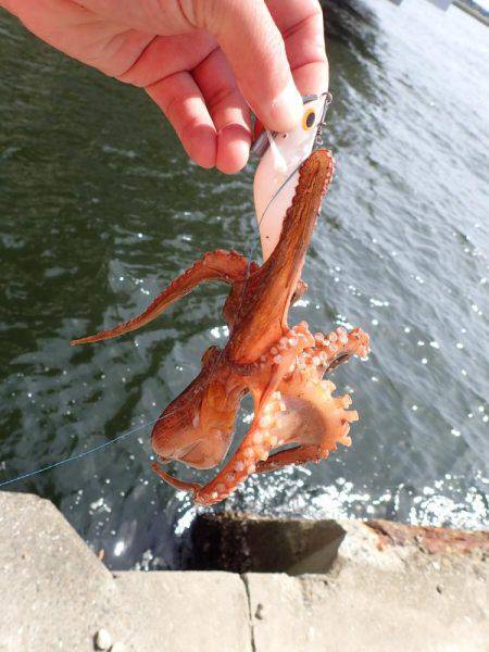 五目タコエギｄｅタコ