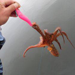 五目タコエギｄｅタコ