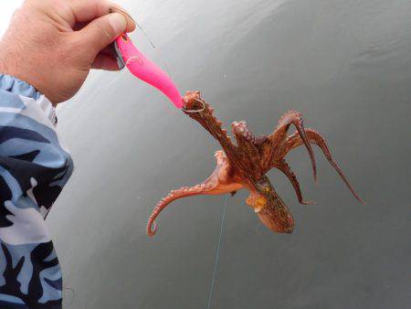 五目タコエギｄｅタコ