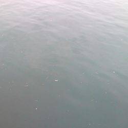 癒しの五目釣り