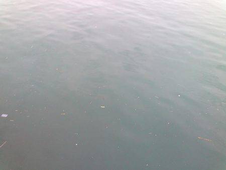 癒しの五目釣り