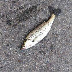 湾奥朝練　ボイル打ち