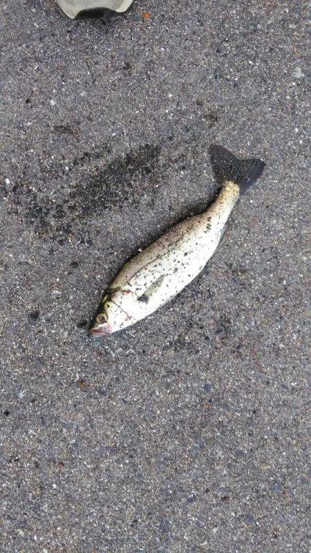 湾奥朝練　ボイル打ち