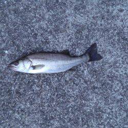 湾奥シーバス活性高し