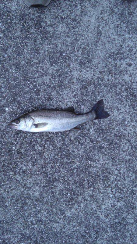 湾奥シーバス活性高し