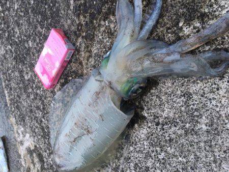 焼津　ふぃしゅーな　アオリイカ好調　その他の魚も好調