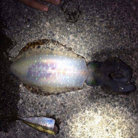 満月大潮アオリイカ６連発