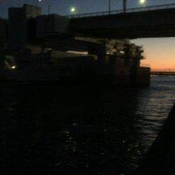 とりあえずシーバス