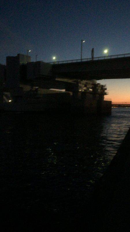 とりあえずシーバス