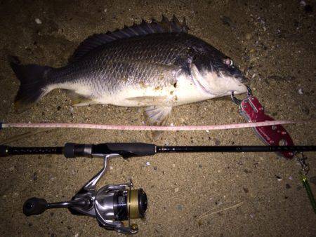 キビレ調査 NO,21