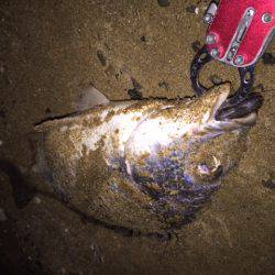 キビレ調査　ＮＯ，２５