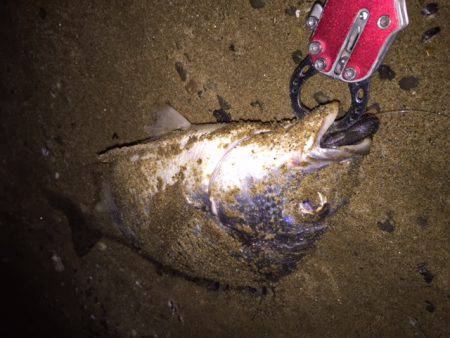 キビレ調査　ＮＯ，２５