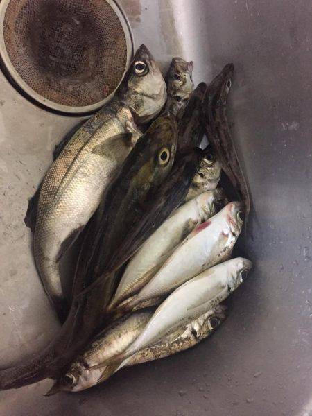 みなとみらいのアジはどうなった!?