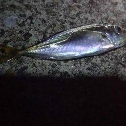 のんびりと投げ釣り