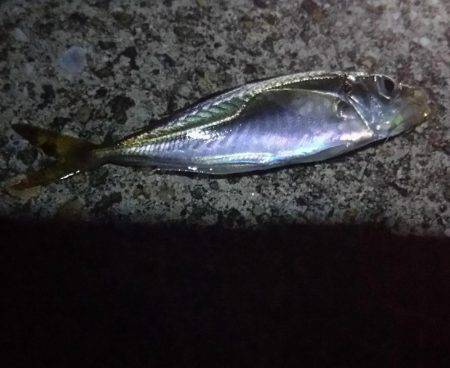 のんびりと投げ釣り