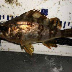 アジング修行でコメバリング