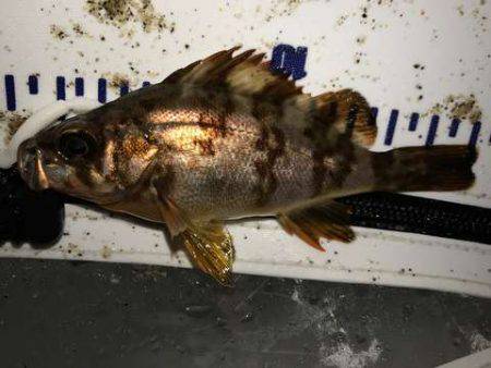 アジング修行でコメバリング