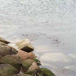 アジが見つからない・・・