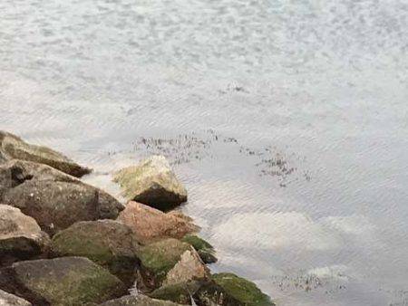 アジが見つからない・・・