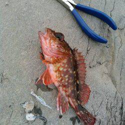 ガシラキジハタハゼ