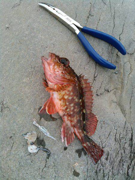 ガシラキジハタハゼ