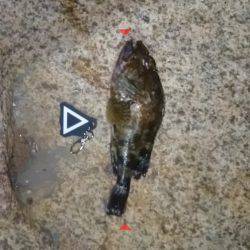 ガシラ&グレ虐待