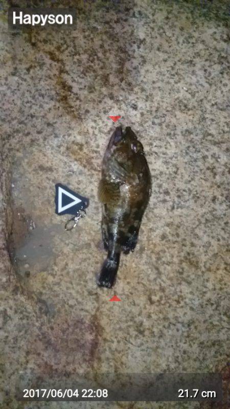 ガシラ&グレ虐待