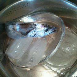 水軒でタチウオ