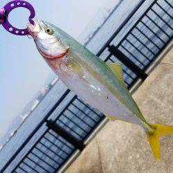 ショアジギ(;`ｰ´)o／￣￣~ (ω･ﾐэ )Э