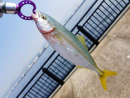 ショアジギ(;`ｰ´)o／￣￣~ (ω･ﾐэ )Э