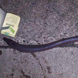 焼津　ふぃっしゅーな　アオリイカその他カサゴなど