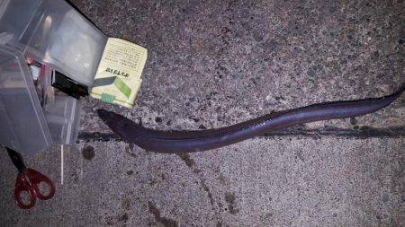 焼津　ふぃっしゅーな　アオリイカその他カサゴなど