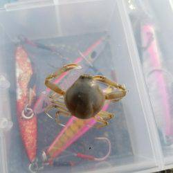 ライトゲーム　カサゴ