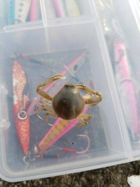 ライトゲーム　カサゴ