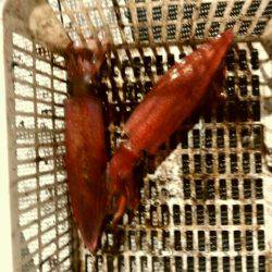 根魚＆イカメタル