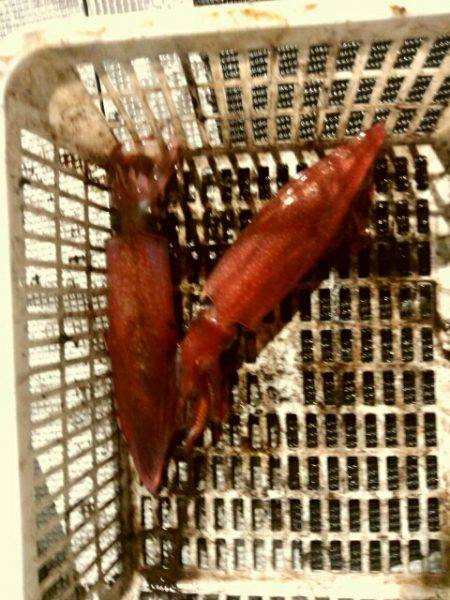 根魚＆イカメタル