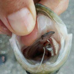 小規模河川増水パターン