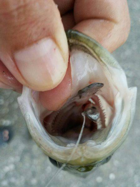 小規模河川増水パターン