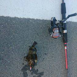 日中メバリング