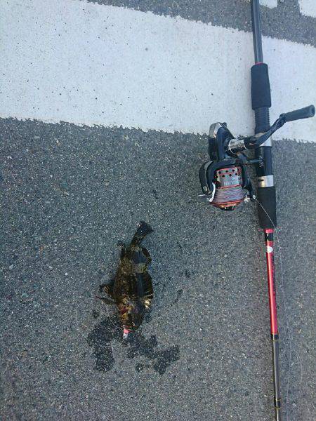 日中メバリング