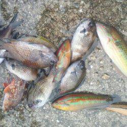 キュウセン美味しい。カサゴ美味しい。スズメダイも美味しい。