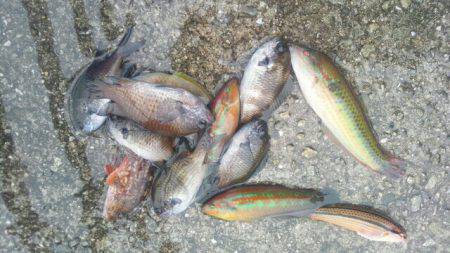 キュウセン美味しい。カサゴ美味しい。スズメダイも美味しい。