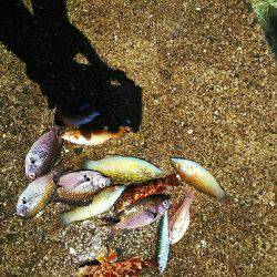 ガシラ メバル 強風のなか強引に穴釣り