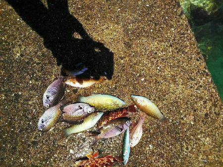 ガシラ メバル 強風のなか強引に穴釣り