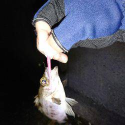 サーフのライトゲーム