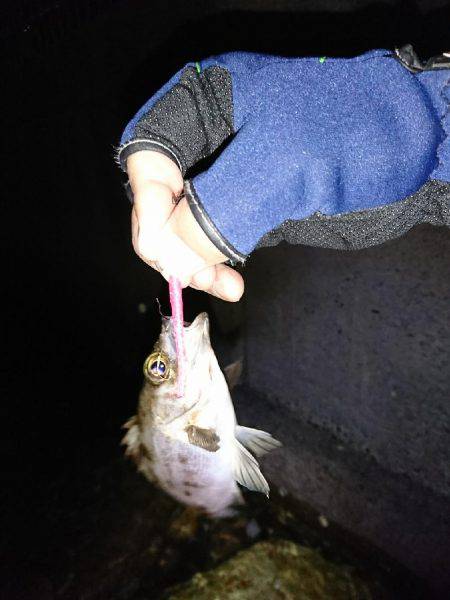 サーフのライトゲーム