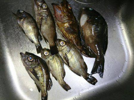 五目釣れたのですがぁ…