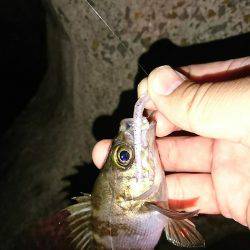 メバルの影が薄くなってきました